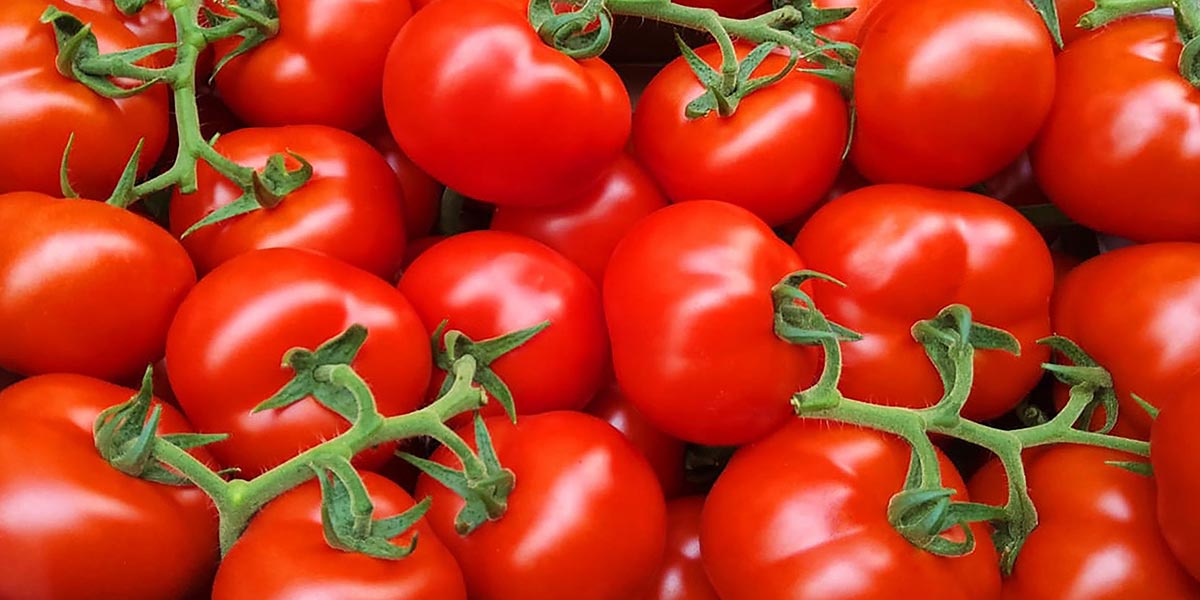 Pomodoro a grappolo, nuove opportunità per la Sicilia